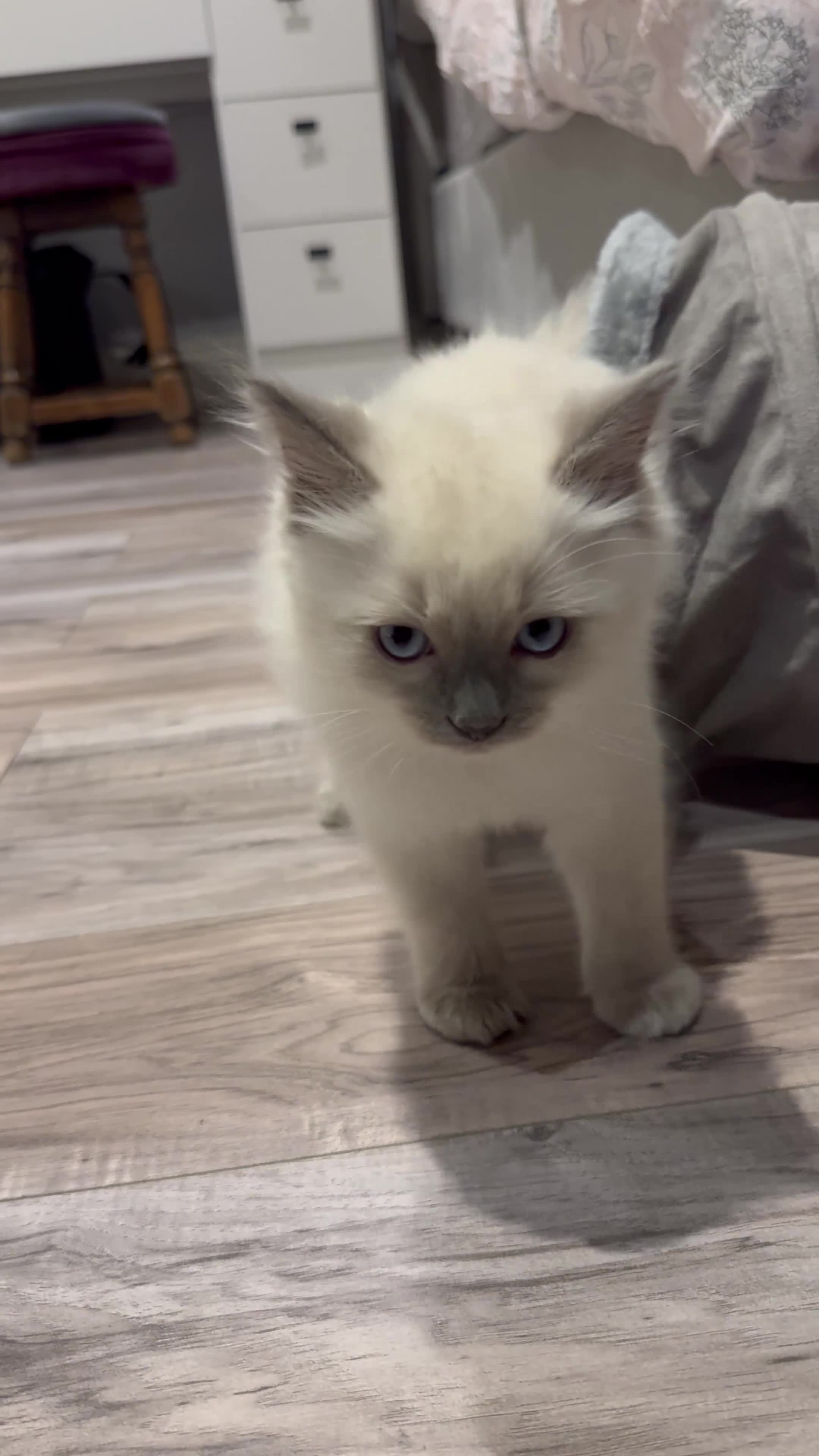 Ragdoll cats for sale: Rehoming pure ragdoll in Waltham Cross - Video 1