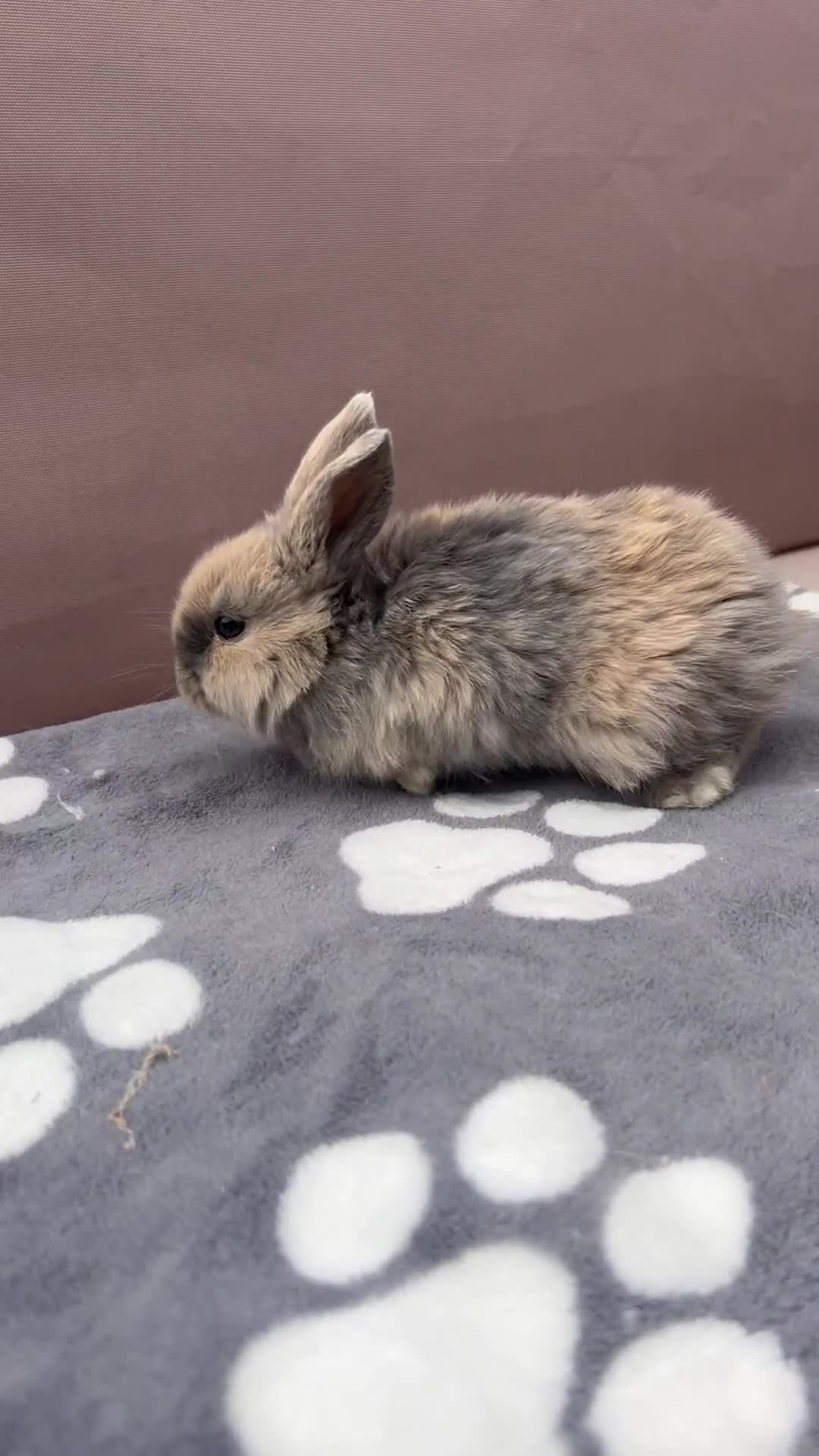 Mini Lop rabbits for sale: Female pure bred mini lop - Video 1