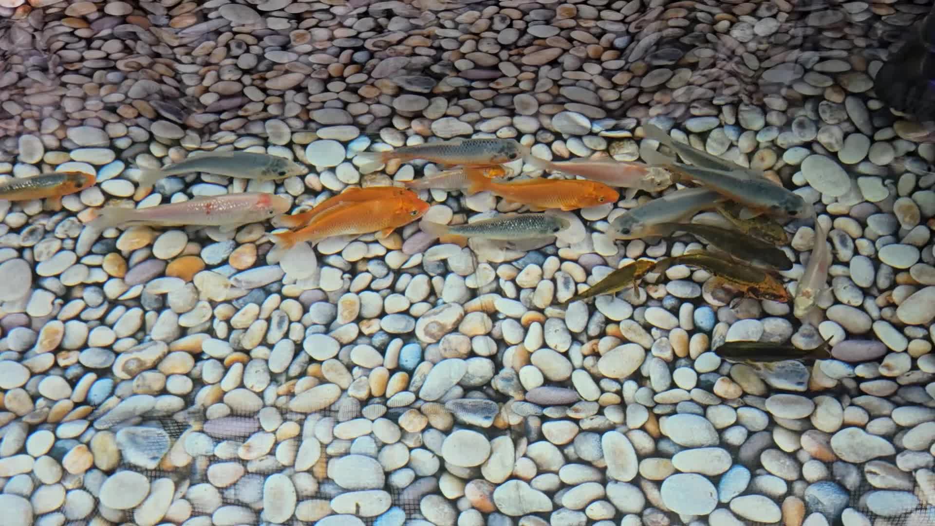 Koi Carp fish for sale: Koi Fish for Sale - Video 1