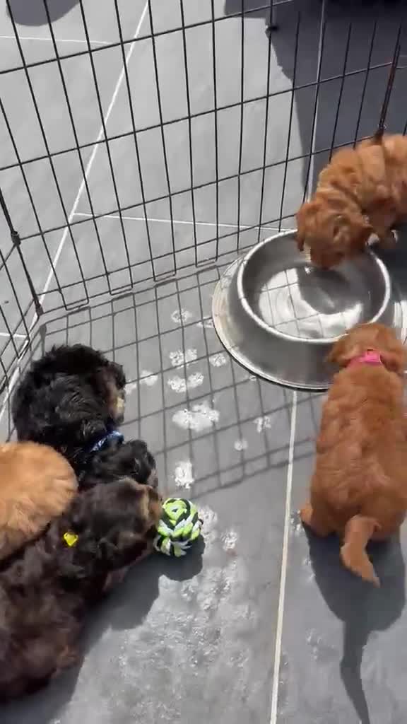 Cockapoo dogs for sale: 6 beautiful cockerpoo puppies  - Video 1
