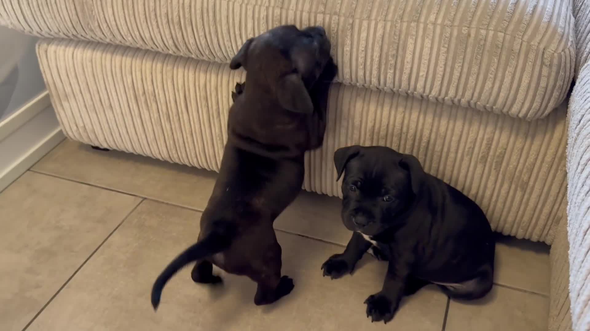 Staffordshire Bull Terrier dogs for sale: Pharaon bloodline KC reg Puppy  - Video 1