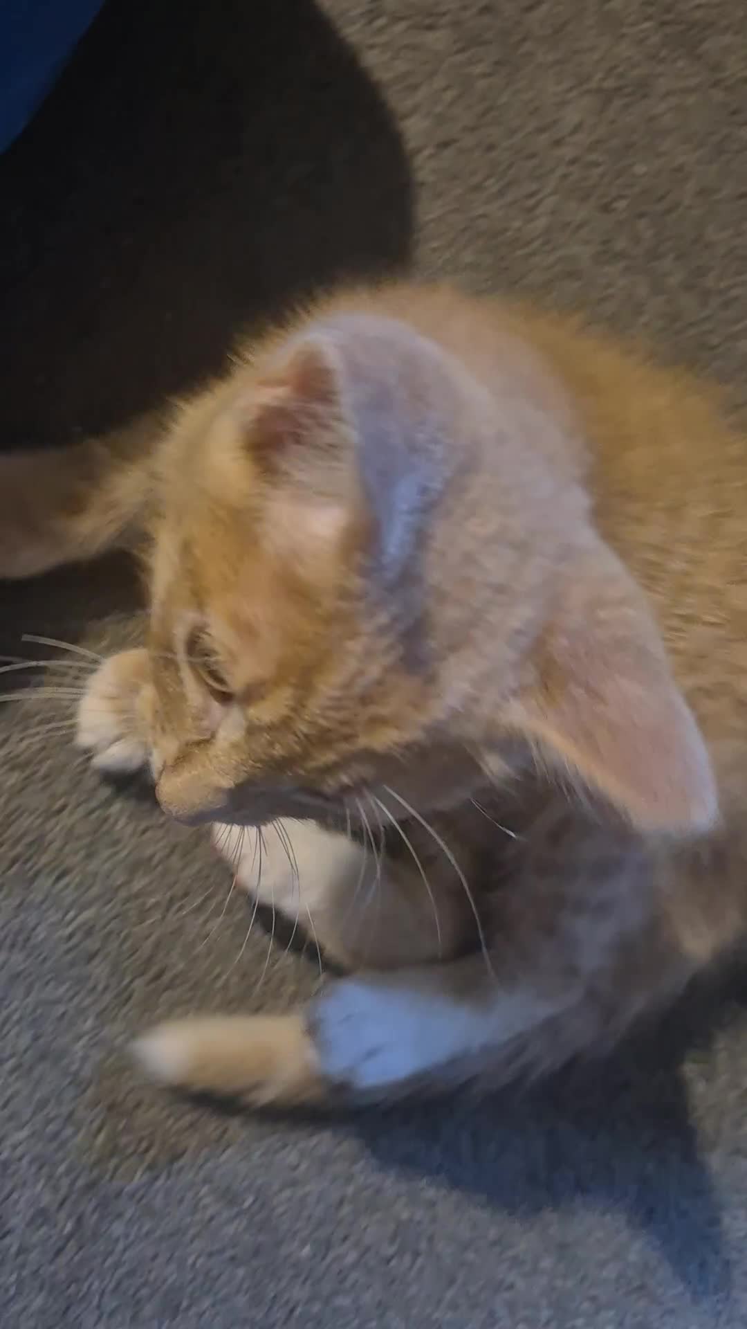 Mixed Breed cats for sale: Ginger kitten male left  - Video 1