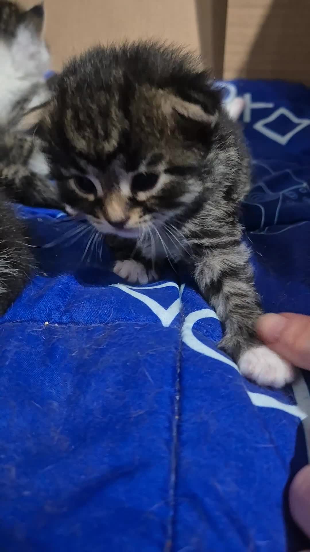 Mixed Breed cats for sale: mixed breed kittens - Video 4