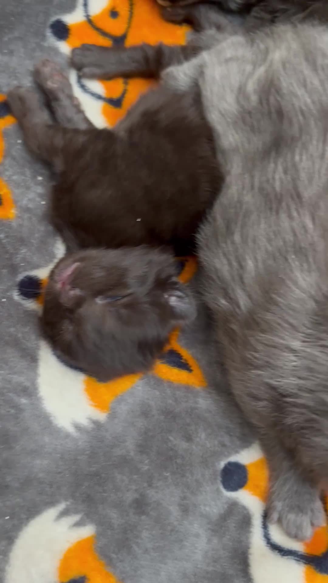 Maine Coon cats for sale: Maincoon x blue smoke in Southampton - Video 1