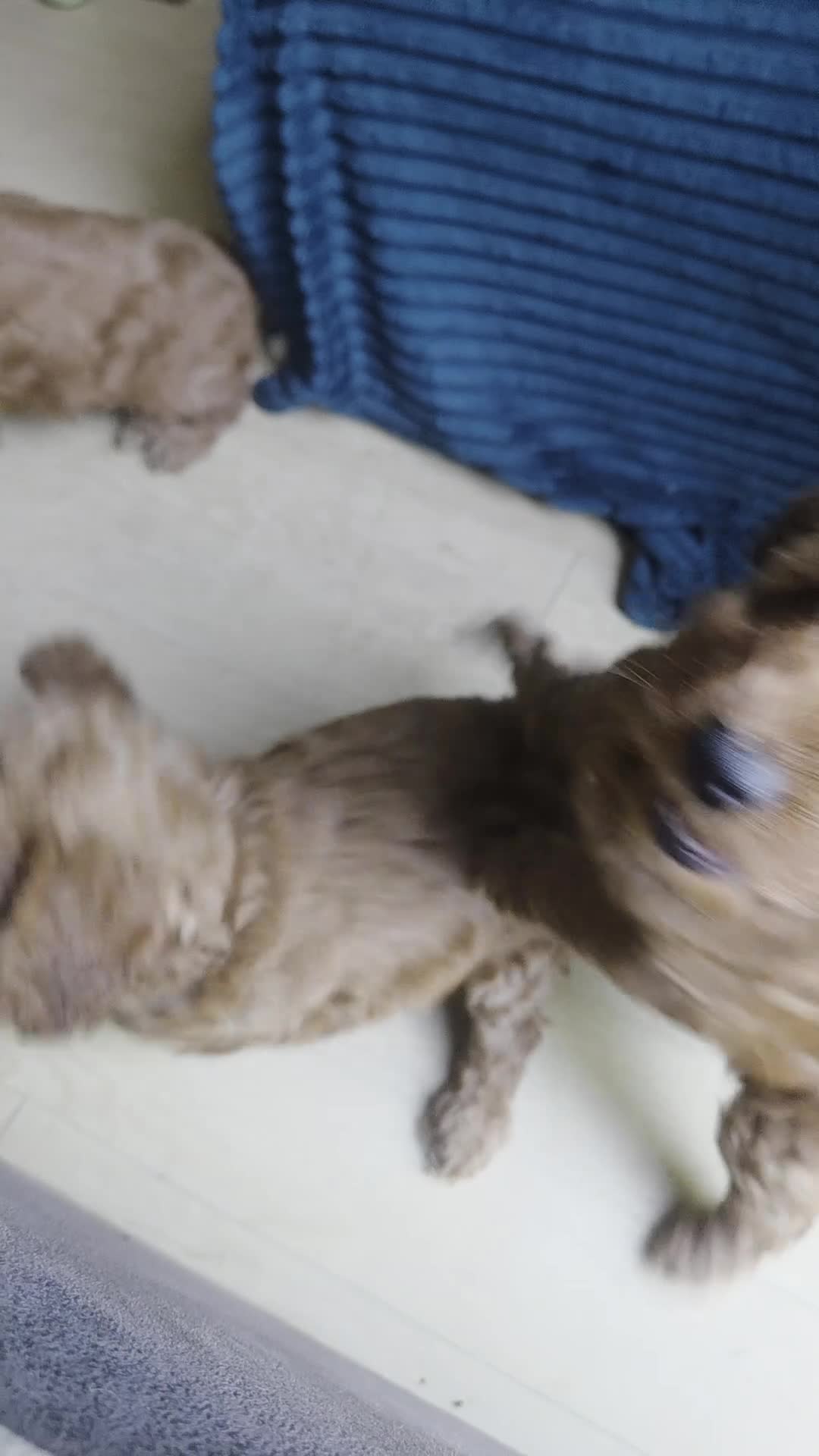 Cockapoo dogs for sale: 2 beautiful f1 cockerpoo girls - Video 1