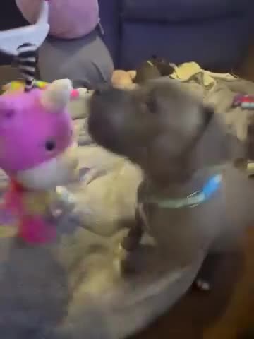 Staffordshire Bull Terrier dogs for sale: Beautiful Blue Staffordshire Bull Terrier Puppies in Glasgow - Video 1