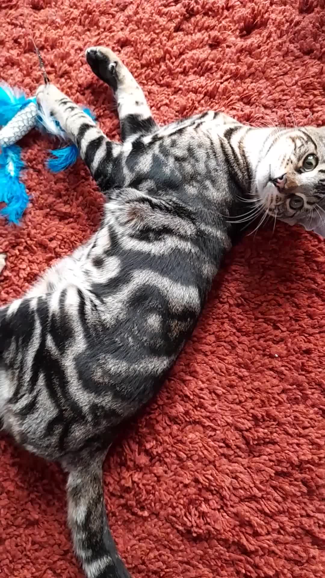 Savannah cats for sale: SOLD Pedigree TICA Reg F5 Savannah Boy Kitten - Video 3