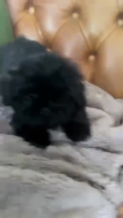 Malshi dogs for sale: Malshi’s - Video 1