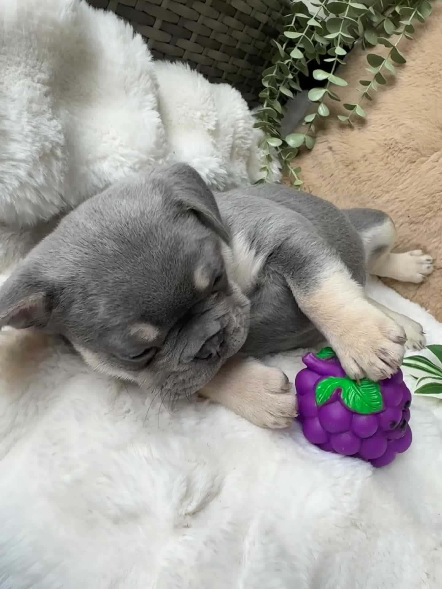 French Bulldog dogs for sale: NEW LUXURY FRENCHIES 2 GIRLS 3 BOYS LEFT - Video 3