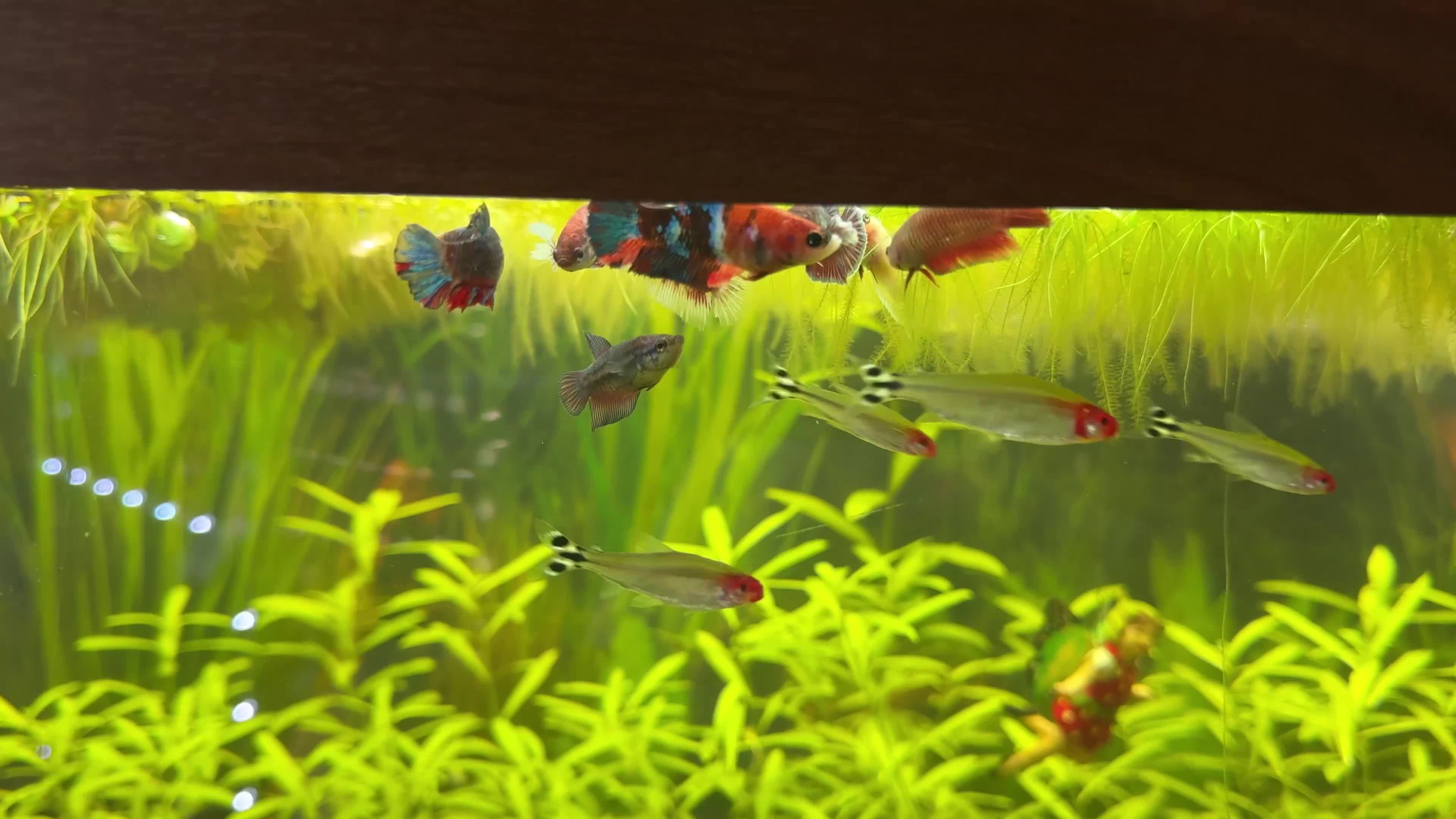 Bettas fish for sale: 350Litre 4ft Tank Plus Fish plants and decorations - Video 1