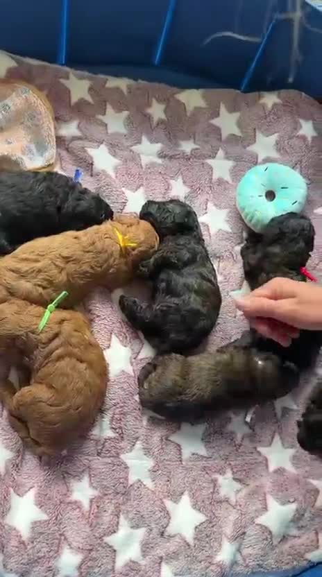 Miniature Poodle dogs for sale: Toy x Mini Poodle - Video 1