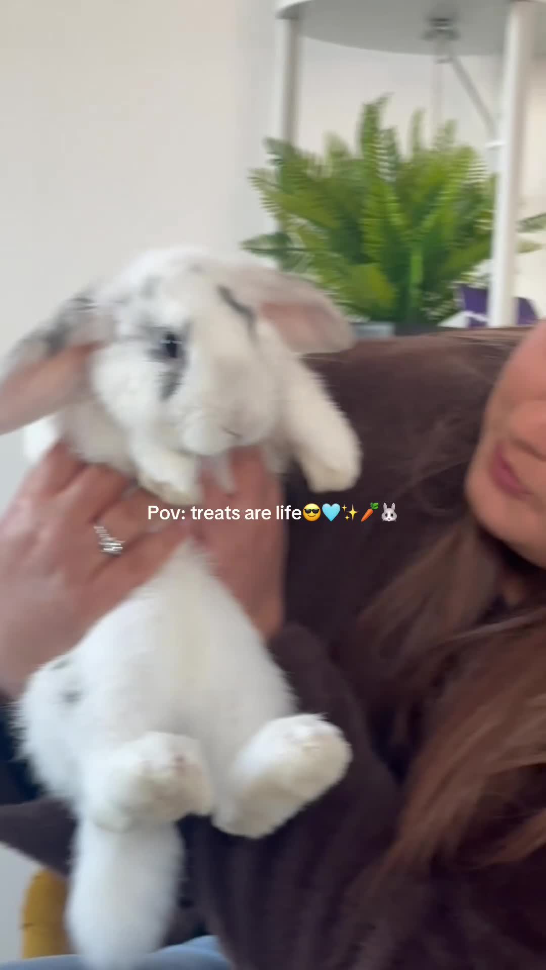 Mini Lop rabbits for sale: White mini lop with black spots  in Chertsey - Video 1