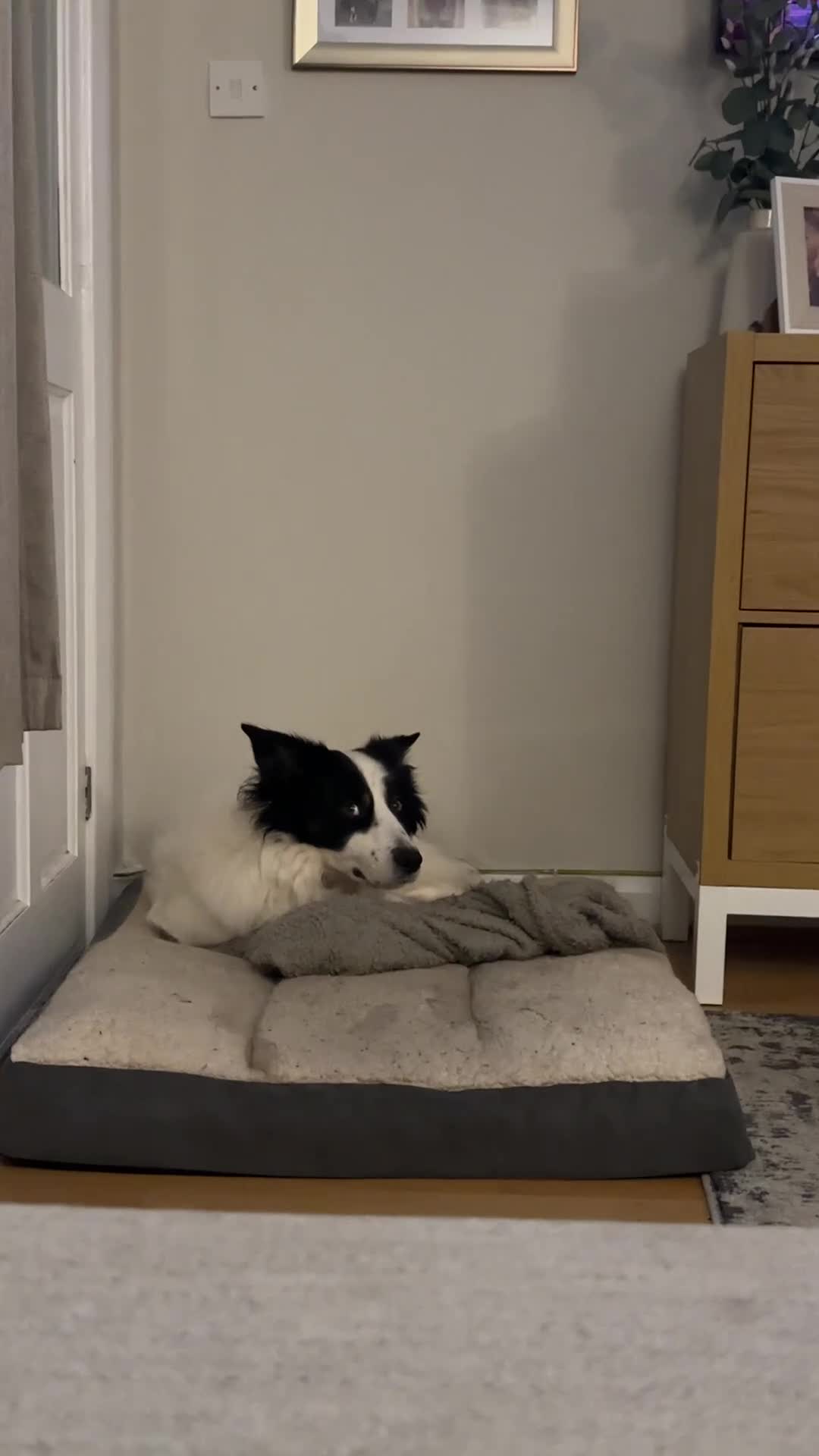 Border Collie dogs for sale: **REHOMING 7 year old collie** - Video 1