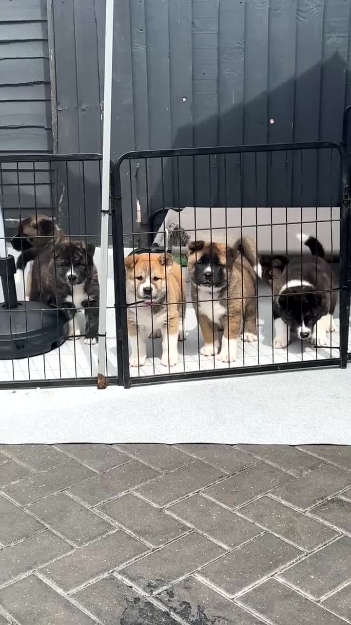 Akita dogs for sale: American akita - Video 2