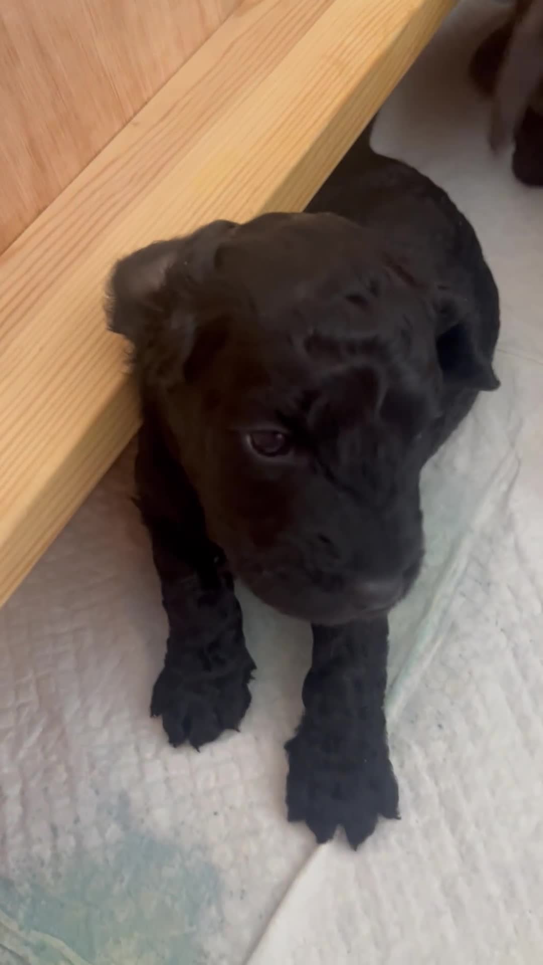 Cockapoo dogs for sale: Cockerpoo- beautiful Merle ready to go in Gillingham - Video 1