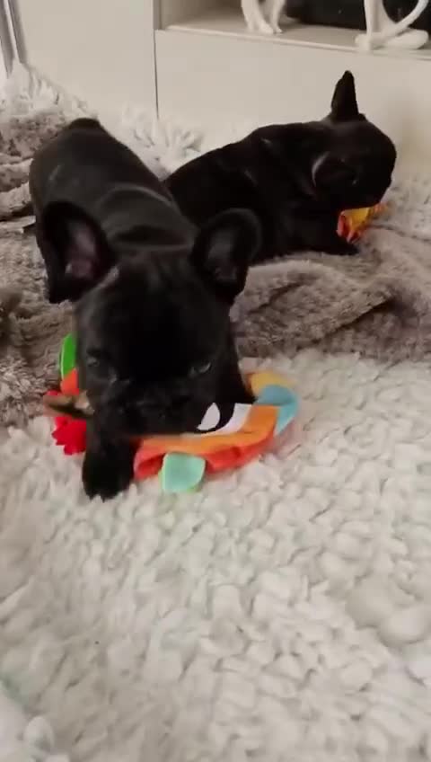 French Bulldog dogs for sale:  Female French Bulldog Pups. Int Champion Sire - Video 2