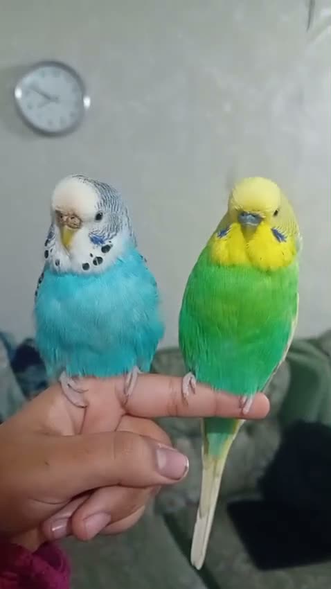 Budgerigars birds for sale: Female budgie for sale  - Video 4