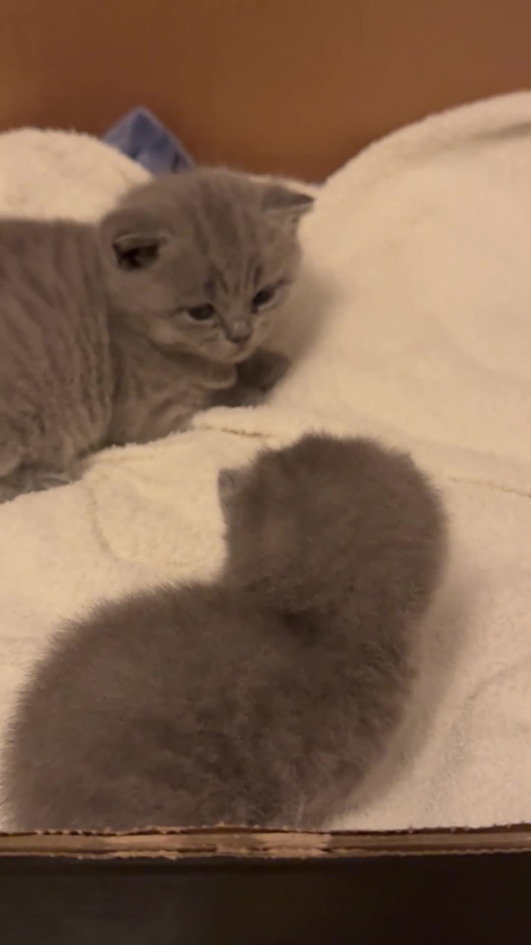 British Shorthair cats for sale: Beautiful Pedigree British Shorthair Kitten 🐾 - Video 4