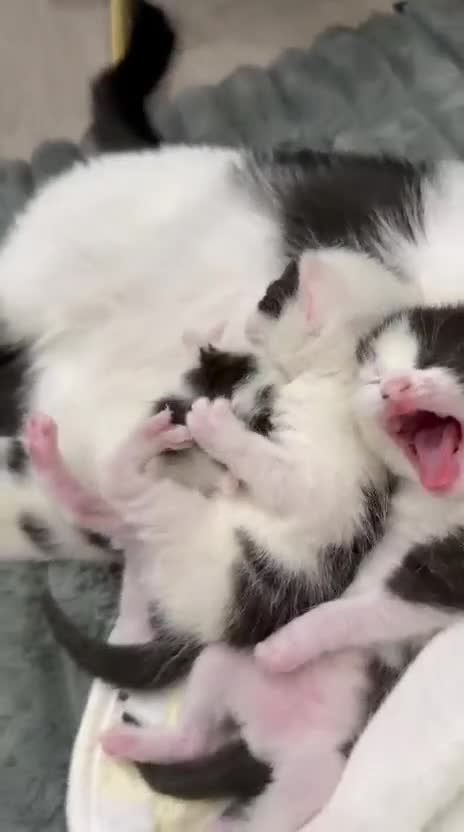 Domestic Shorthair cats for sale: Beautiful Healthy Kittens & Young Mother Cat - Video 1