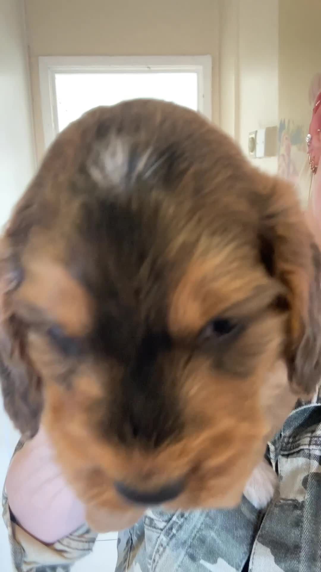 Cockapoo dogs for sale: 8 cockapoo puppys - Video 3