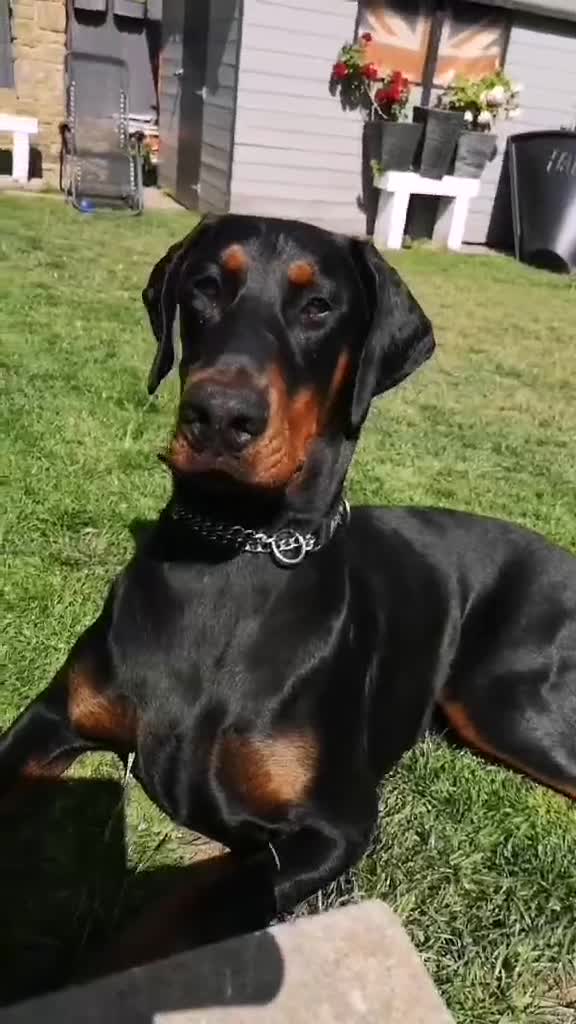 Dobermann dogs for sale: Top quality Dobermann puppies - Video 3