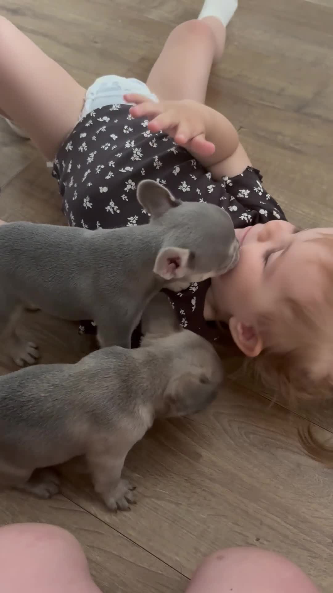 French Bulldog dogs for sale: Kc French bulldog puppy’s looking for forever home - Video 2