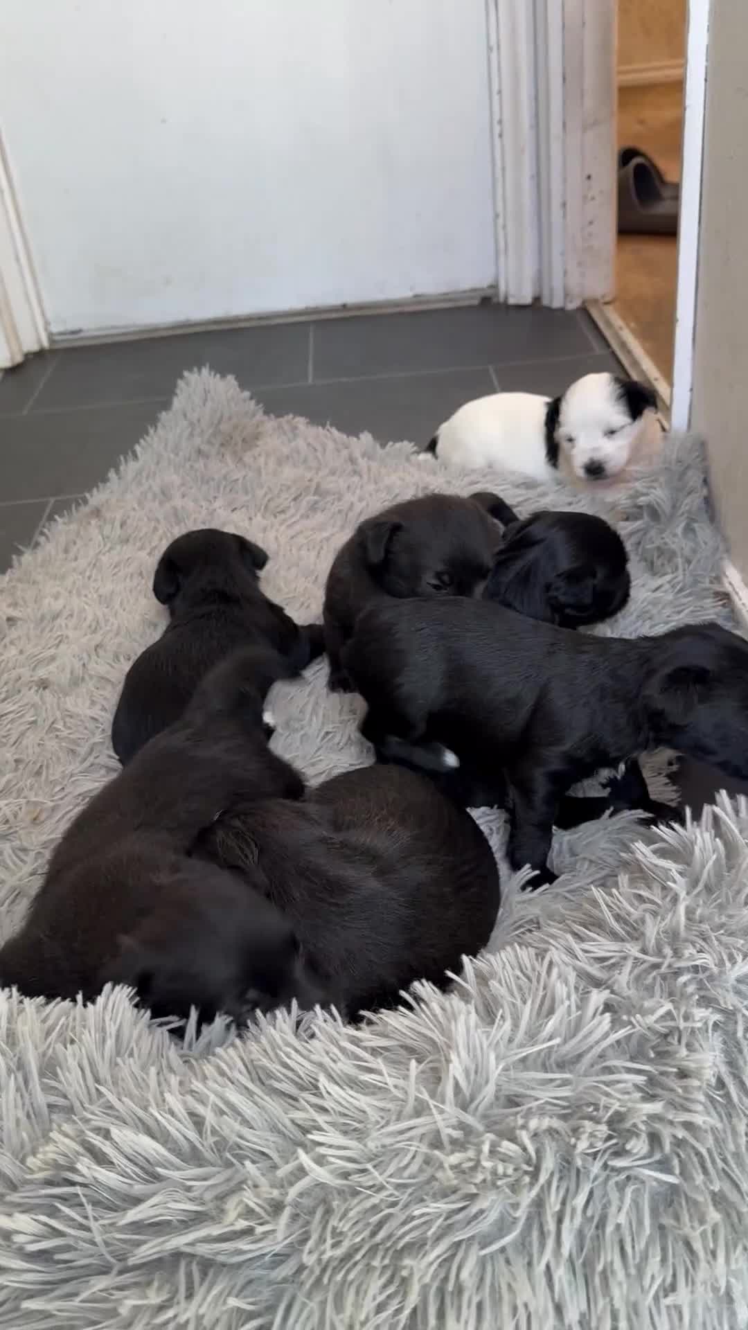 Glen of Imaal Terrier dogs for sale: Rare and beautiful  - Video 1