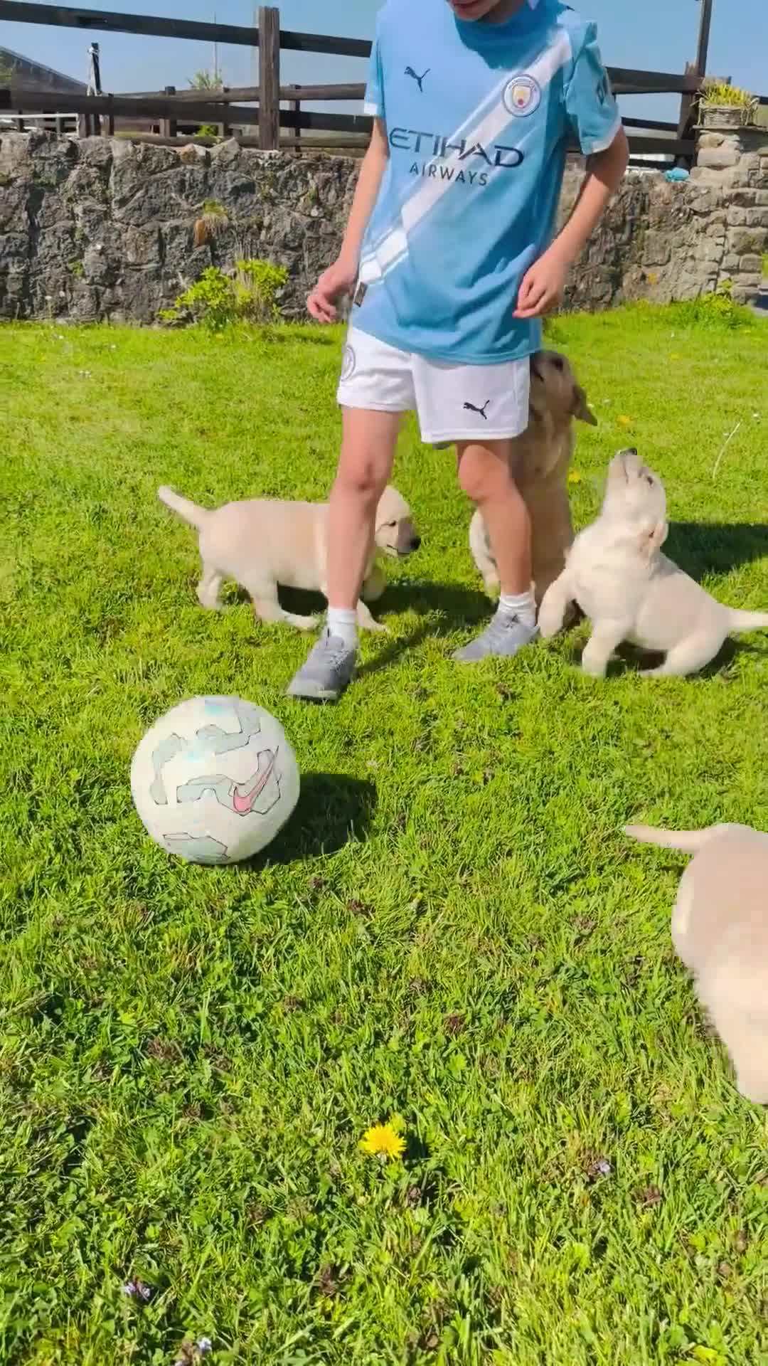 Labrador Retriever dogs for sale: 8 wonderful Labrador puppies  in Cowbridge - Video 1