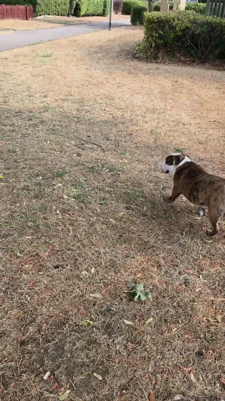 English Bulldog dogs for sale: Richard  in Stevenage - Video 1