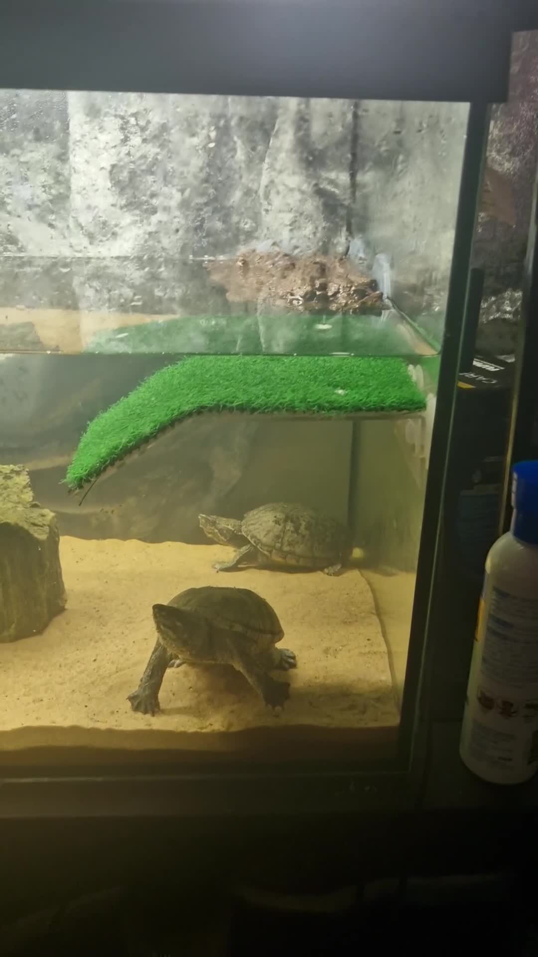 Turtle reptiles for sale: 2 musk turtle full set up  - Video 1