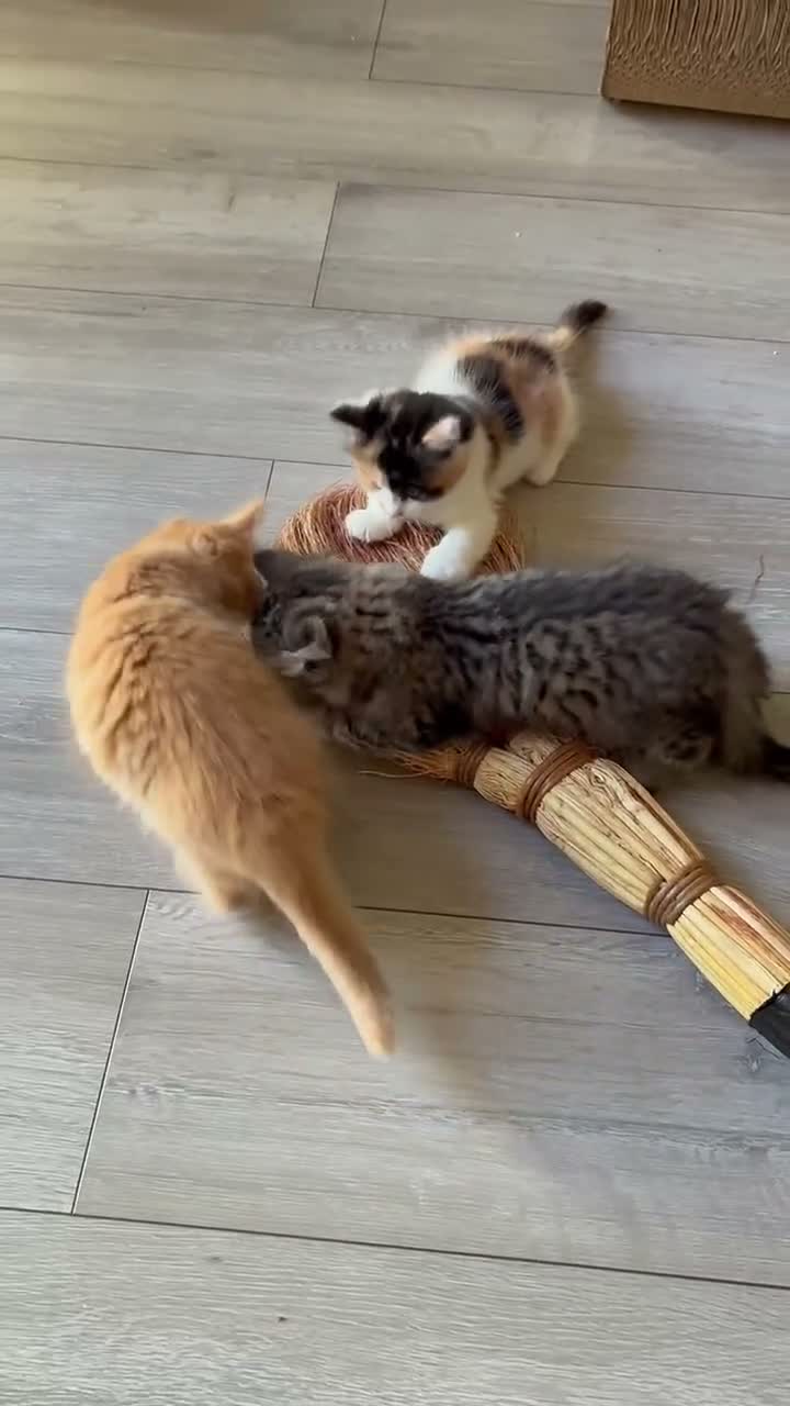 Mixed Breed cats for sale: Healthy , Energetic, Absolutely stunning 8  - Video 2