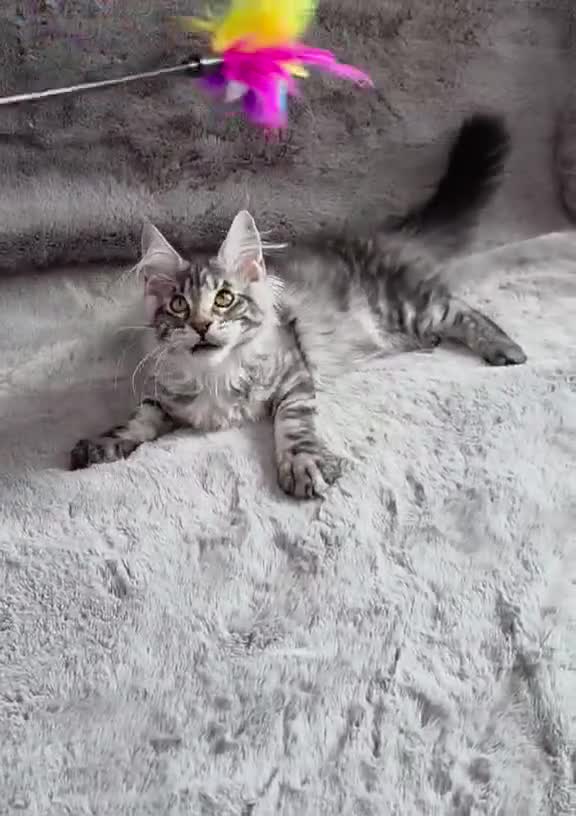 Maine Coon cats for sale: 🌟Ready now🏡 XL GCCF Registered Maine Coon kitten - Video 2