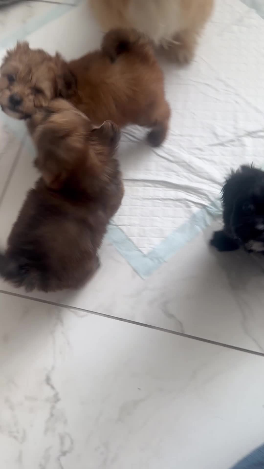 Shihpoo dogs for sale: Shih-Poo Puppies  - Video 1