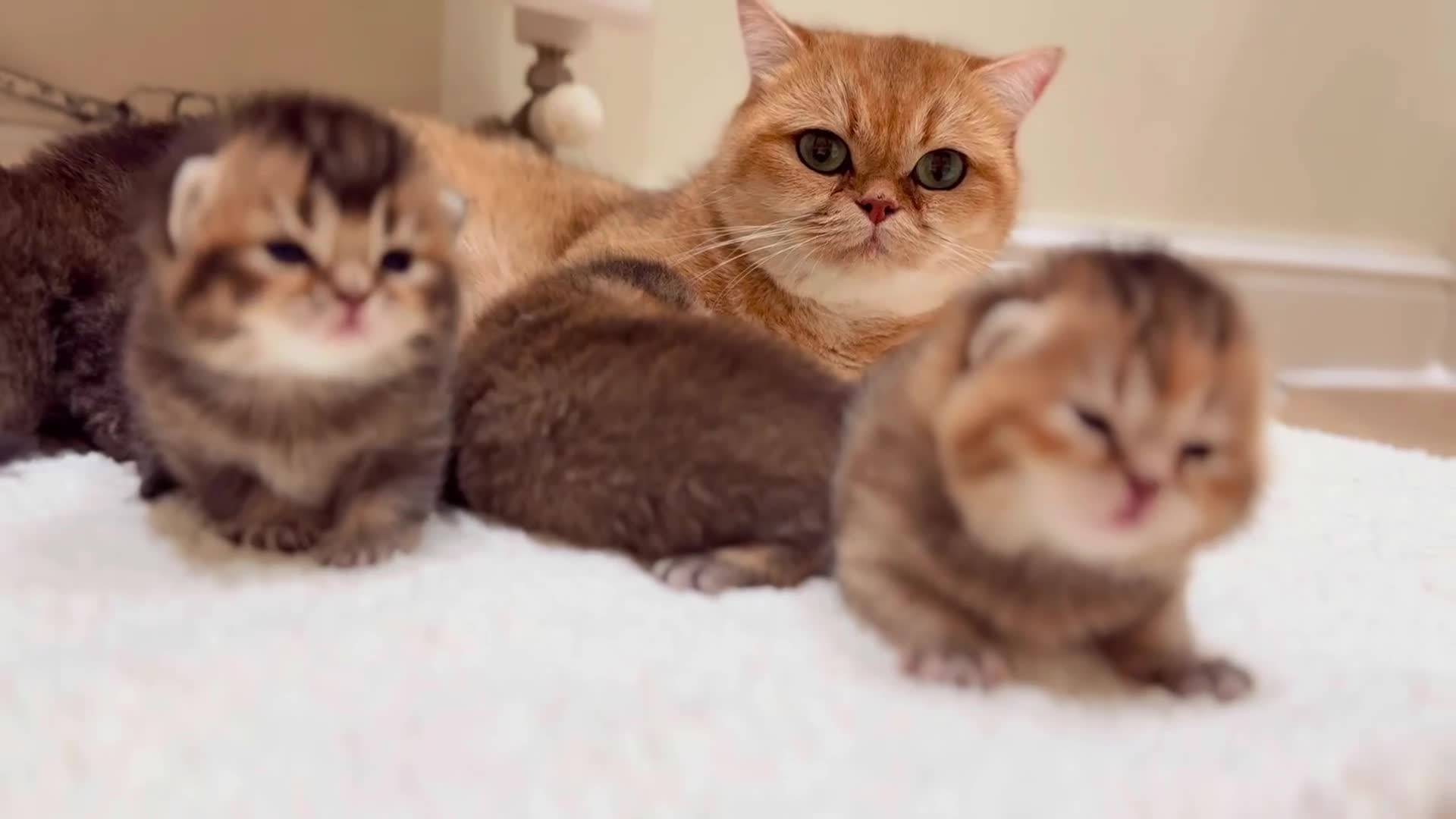 British Shorthair cats for sale: ✨Beautiful British Shorthair Kittens✨ - Video 1