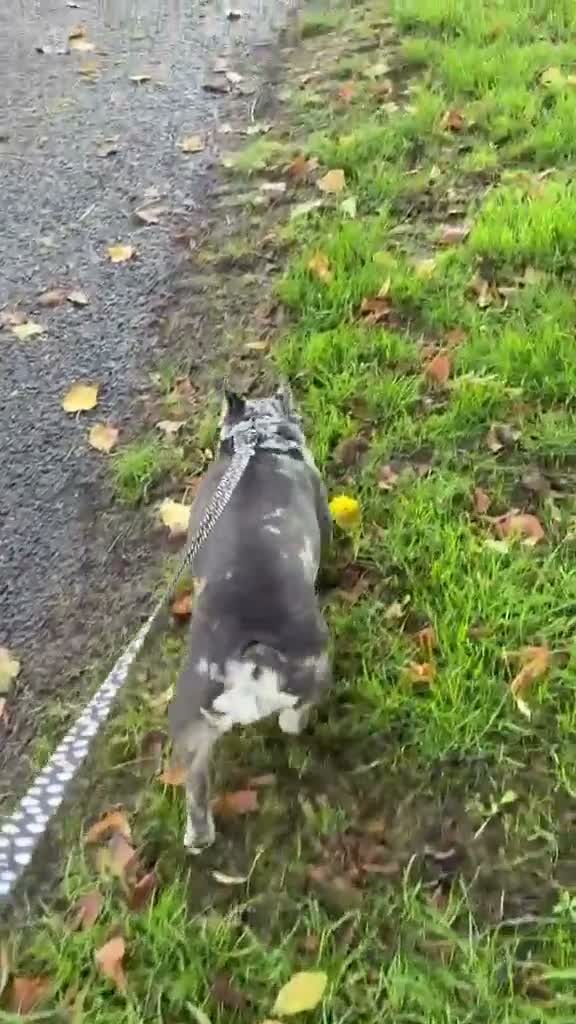 Mixed Breed dogs for adoption: ❤️🐶 CONNIE– AN AMAZING LITTLE FRENCHIE in Lichfield - Video 1