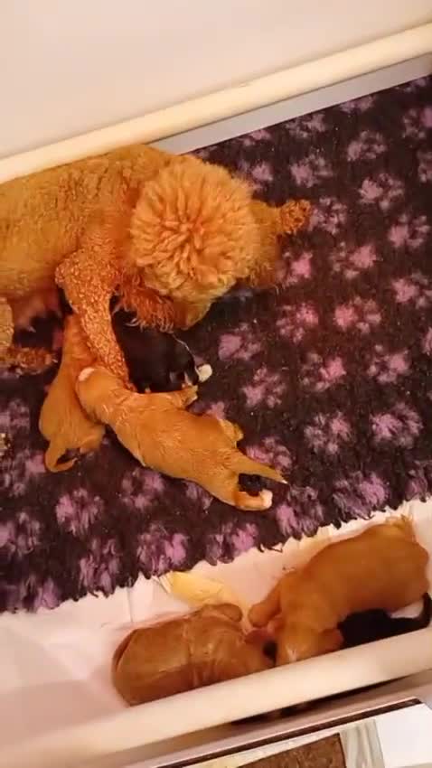 Cockapoo dogs for sale: F1 female cockapoo puppies  - Video 1