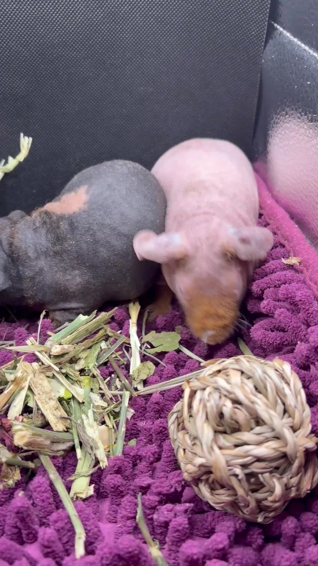 Guinea Pig rodents for sale: Pair of Girl Skinny Pigs - Video 1
