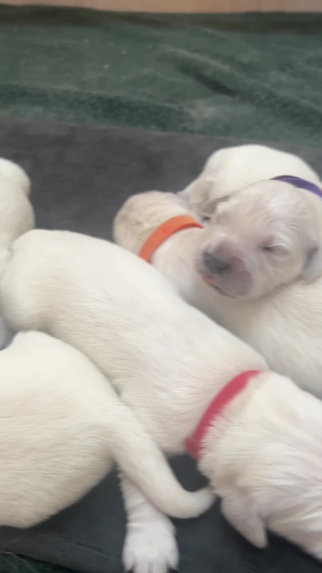 Golden Retriever dogs for sale: Last girl remaining  in Doncaster - Video 3