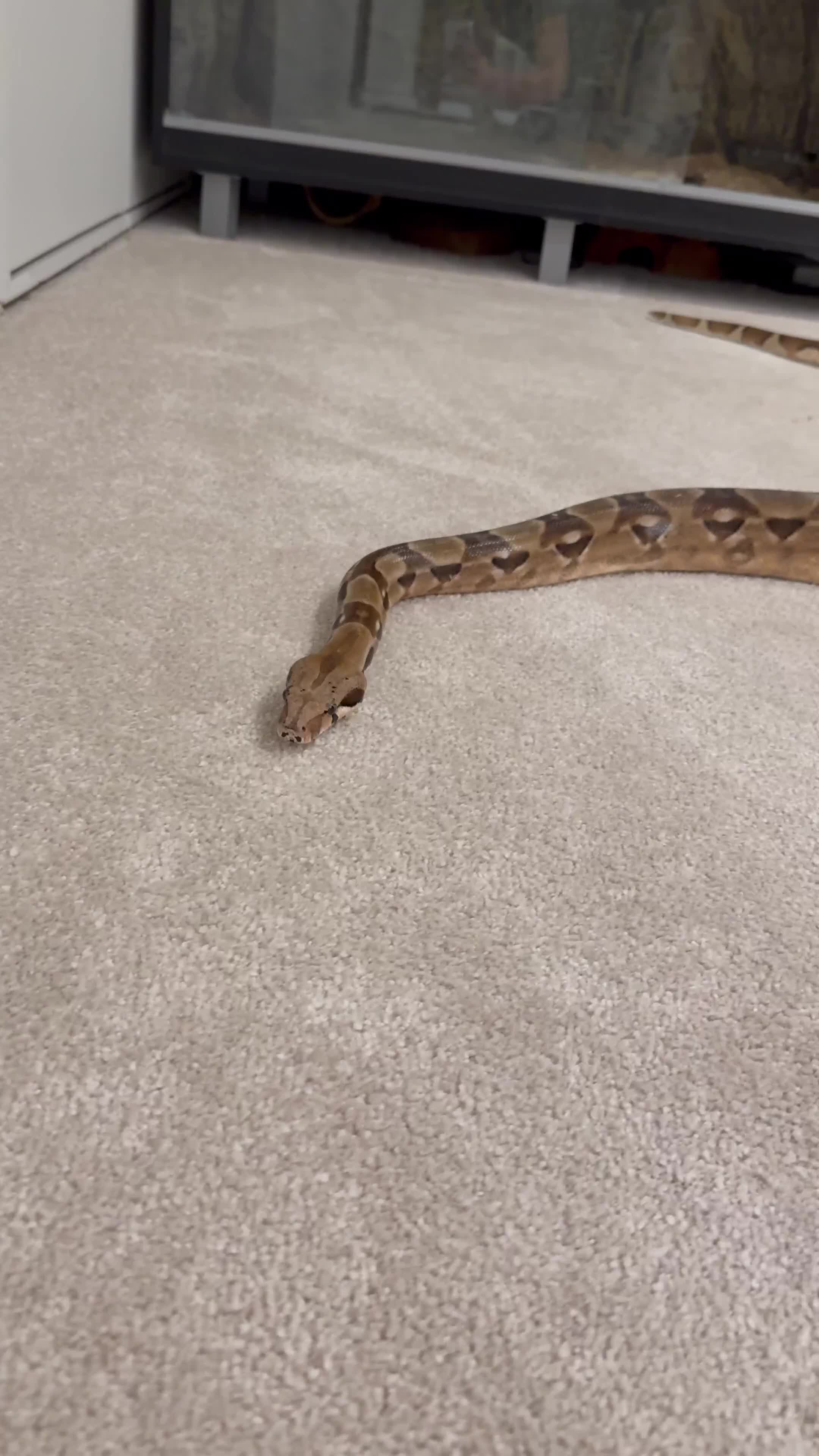 Boa Snake reptiles for sale: Boa snake - Video 1