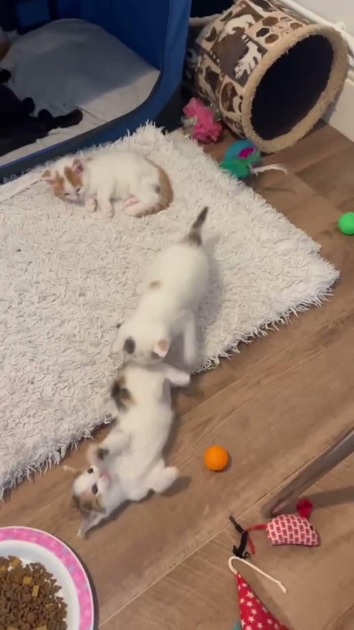 Mixed Breed cats for sale: Beautiful kittens ready for their forever homes - Video 1