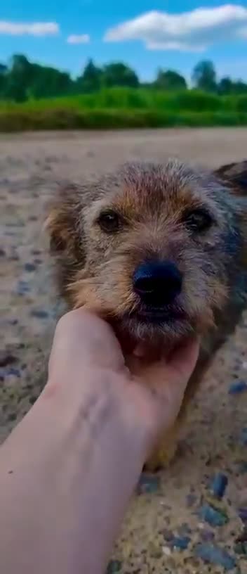Norfolk Terrier dogs for adoption: Julie: The Little Terrier Who Fought to Stay Alive - Video 2