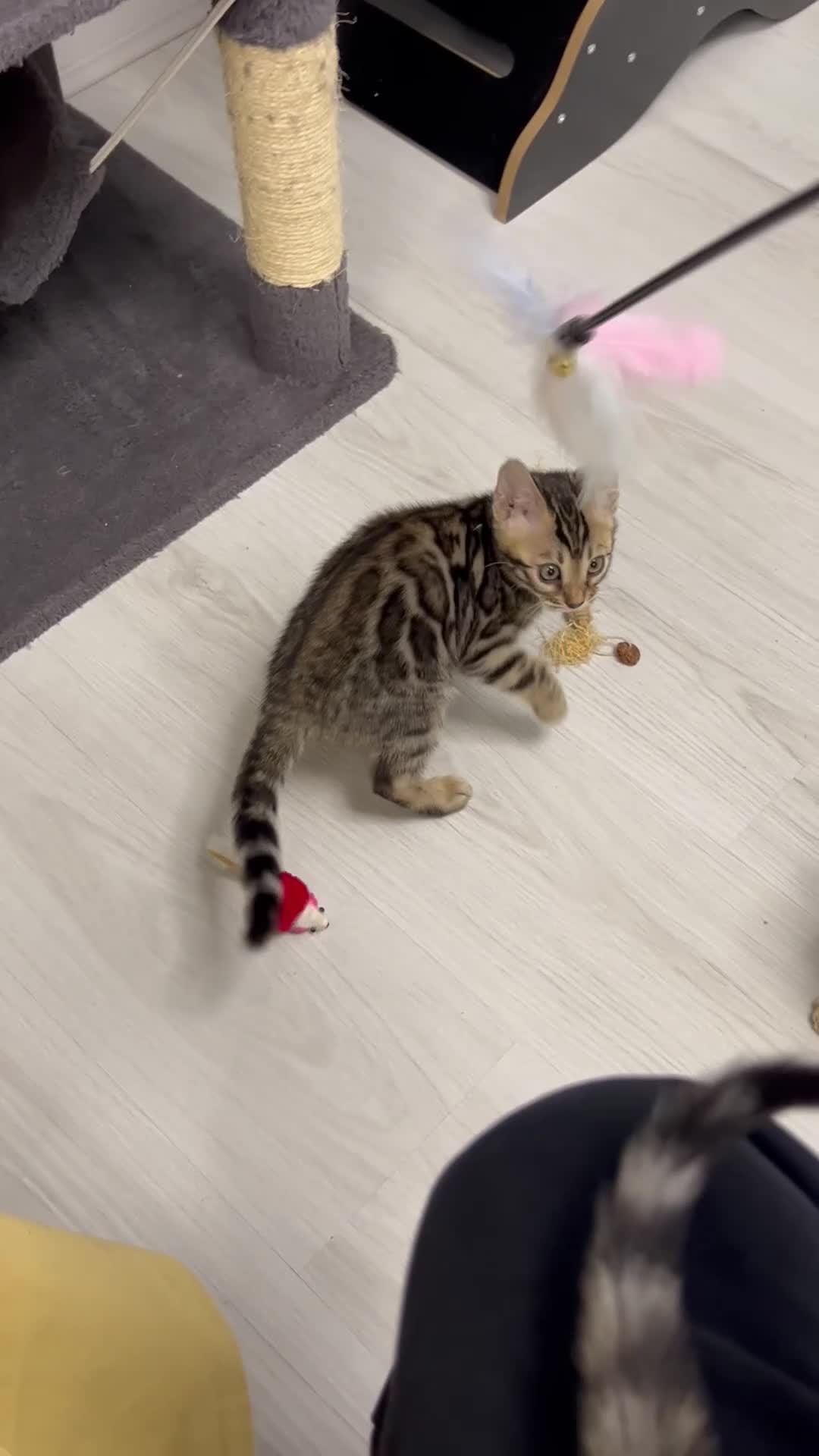 Bengal cats for sale: READY TO GO! Pure Pedigree Bengal Kittens TICA Reg - Video 4