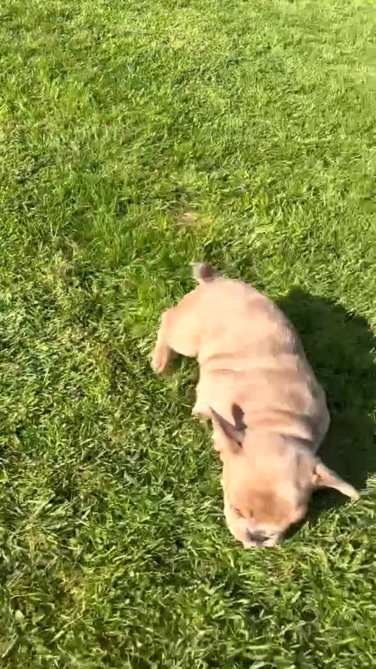 French Bulldog dogs for sale: 2 gorgeous French bulldog puppies  - Video 3