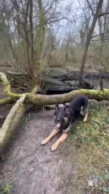 German Shepherd dogs for stud: Blu the German shepherd stud dog kc registered  - Video 2