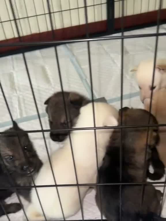 Shepsky dogs for sale: Adorable Shepsky Puppies Looking for Forever Homes - Video 1