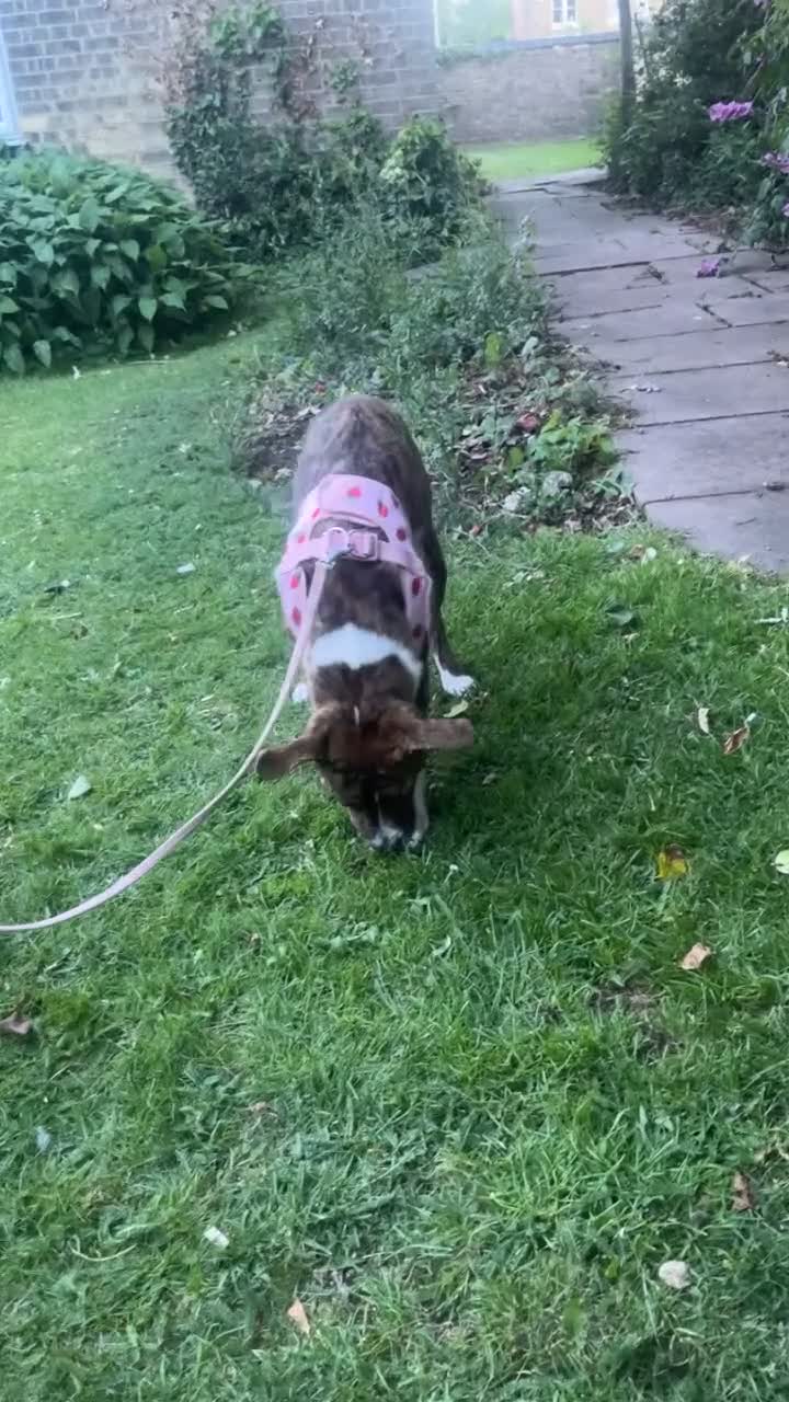 Mixed Breed dogs for sale: Staffy puppy - Video 1