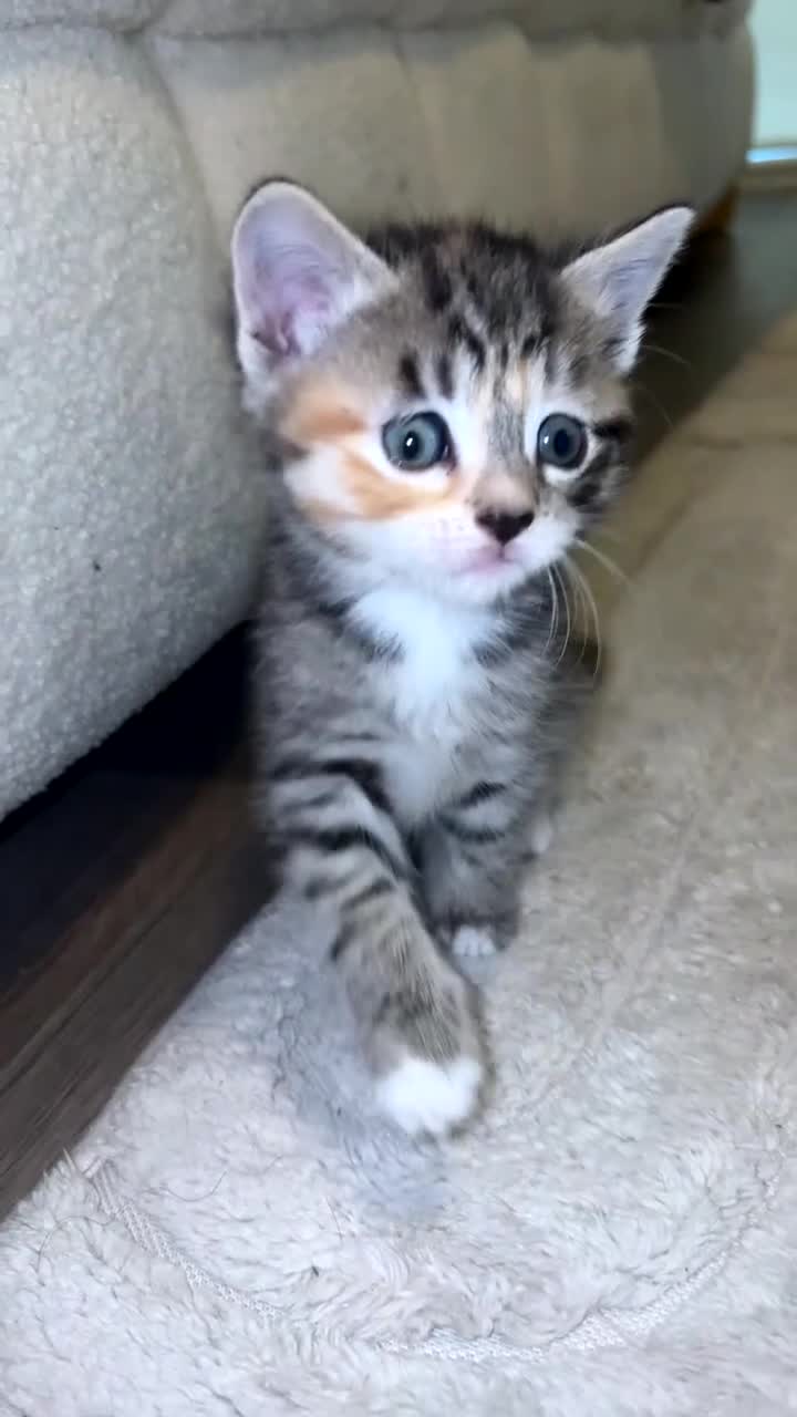 Mixed Breed cats for sale: Because Tabby looking for a forever home - Video 2