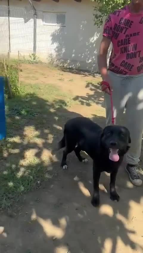 Mixed Breed dogs for adoption: 🐾Dougie – the gentlest Lab-mix longing for love❤️ - Video 1