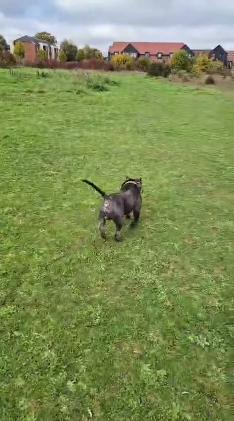 American Bully dogs for sale: Jax the pocket bully - Video 2
