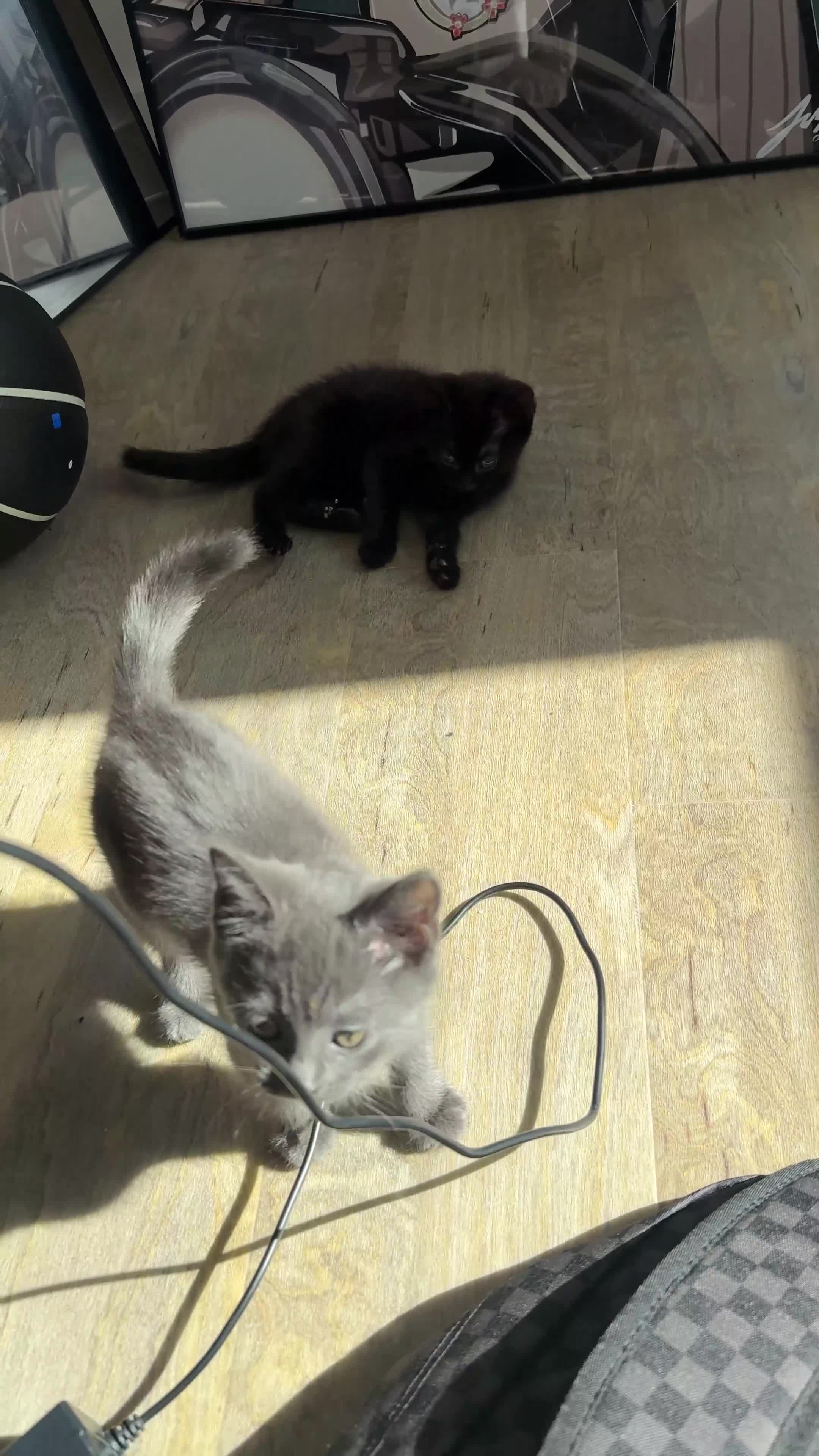 Mixed Breed cats for sale: gorgeous brother kittens 🐾 - Video 1